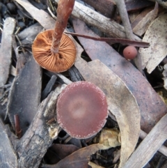 Unidentified Cap on a stem; gills below cap [mushrooms or mushroom-like] (TBC) at Tennent, ACT - 25 May 2021 by SandraH