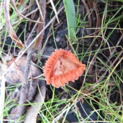 Laccaria sp. (Laccaria) at Tennent, ACT - 25 May 2021 by SandraH