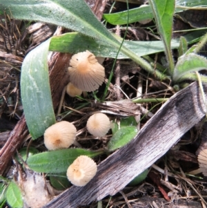 Coprinellus etc. at Tennent, ACT - 25 May 2021 11:56 AM