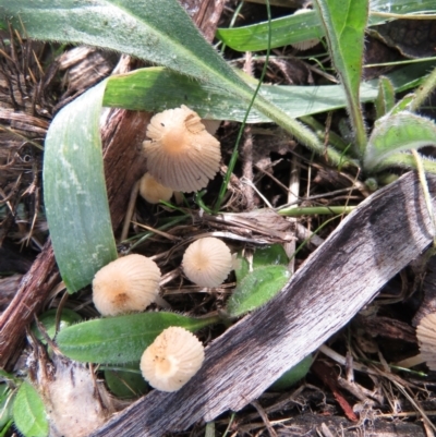 Coprinellus etc. (An Inkcap) at Namadgi National Park - 25 May 2021 by SandraH