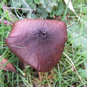 zz agaric (stem; gills not white/cream) at Tennent, ACT - 25 May 2021