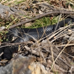 Pseudechis porphyriacus (Red-bellied Black Snake) at Fyshwick, ACT - 25 May 2021 by davidcunninghamwildlife