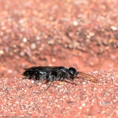 Apocrita (suborder) (Unidentified wasp) at Downer, ACT - 25 May 2021 by Roger