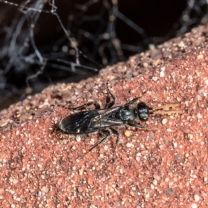 Apocrita (suborder) at Downer, ACT - 25 May 2021