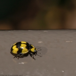 Illeis galbula at Acton, ACT - 25 May 2021 01:38 PM