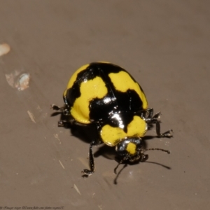 Illeis galbula at Acton, ACT - 25 May 2021 01:38 PM