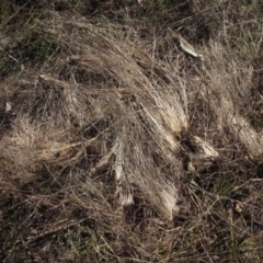 Eragrostis curvula (African Lovegrass) at Latham, ACT - 25 Apr 2021 by pinnaCLE