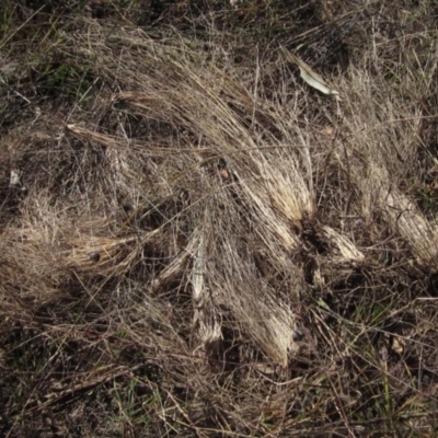 Eragrostis curvula (African Lovegrass) at Latham, ACT - 25 Apr 2021 by pinnaCLE