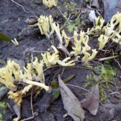 Ramaria sp. (A Coral fungus) at Rugosa - 25 May 2021 by SenexRugosus