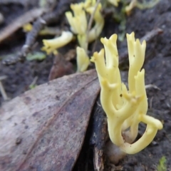 Ramaria sp. at Yass River, NSW - 25 May 2021