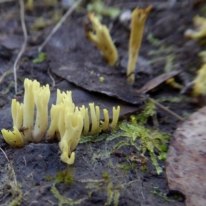 Ramaria sp. at Yass River, NSW - 25 May 2021