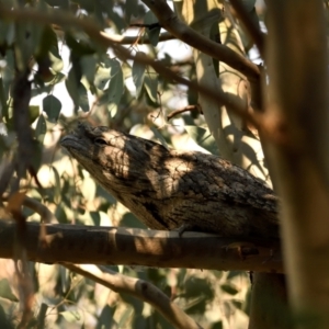 Podargus strigoides at Fyshwick, ACT - 25 May 2021