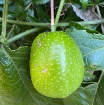 Passiflora herbertiana subsp. herbertiana (Native Passionfruit) at Wingecarribee Local Government Area - 25 May 2021 by KarenG