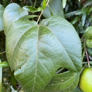 Passiflora herbertiana subsp. herbertiana at Robertson - 25 May 2021