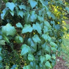 Passiflora herbertiana subsp. herbertiana at Robertson - 25 May 2021