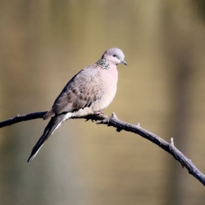 Spilopelia chinensis (Spotted Dove) at Bonython, ACT - 23 May 2021 by RodDeb