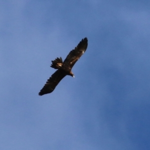 Aquila audax at Bonython, ACT - 23 May 2021 02:42 PM