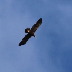 Aquila audax (Wedge-tailed Eagle) at Stranger Pond - 23 May 2021 by RodDeb
