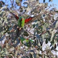 Lathamus discolor (Swift Parrot) at Lake Tuggeranong - 23 May 2021 by RodDeb