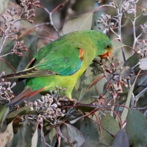 Lathamus discolor at Kambah, ACT - 23 May 2021