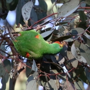 Lathamus discolor at Kambah, ACT - 23 May 2021