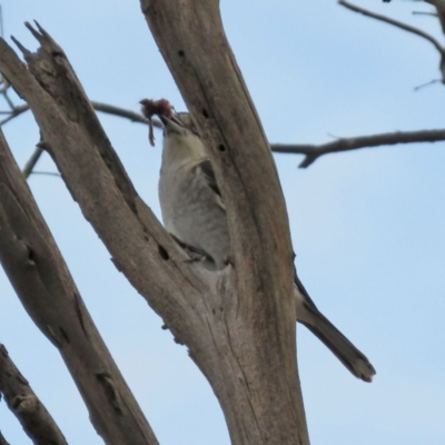 Cracticus torquatus (Grey Butcherbird) at Namadgi National Park - 24 May 2021 by RodDeb