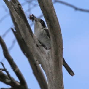 Cracticus torquatus at Paddys River, ACT - 24 May 2021