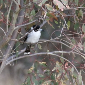 Cracticus torquatus at Paddys River, ACT - 24 May 2021