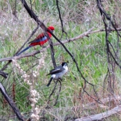 Cracticus torquatus at Paddys River, ACT - 24 May 2021 04:05 PM