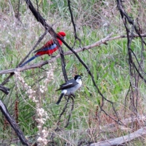 Cracticus torquatus at Paddys River, ACT - 24 May 2021