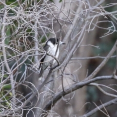 Cracticus torquatus at Paddys River, ACT - 24 May 2021