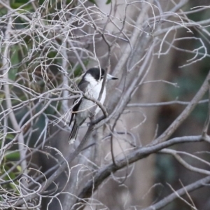 Cracticus torquatus at Paddys River, ACT - 24 May 2021 04:05 PM