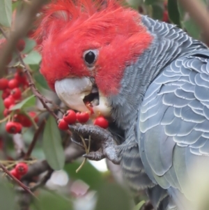 Callocephalon fimbriatum at Griffith, ACT - 24 May 2021