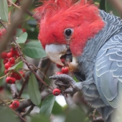 Callocephalon fimbriatum at Griffith, ACT - 24 May 2021