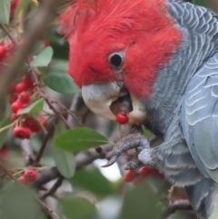 Callocephalon fimbriatum at Griffith, ACT - 24 May 2021