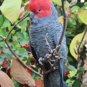 Callocephalon fimbriatum at Griffith, ACT - 24 May 2021