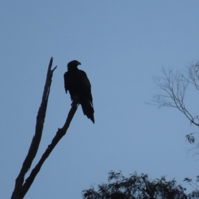 Aquila audax (Wedge-tailed Eagle) at Red Hill, ACT - 23 May 2021 by roymcd