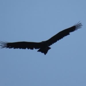 Aquila audax at Red Hill, ACT - 23 May 2021
