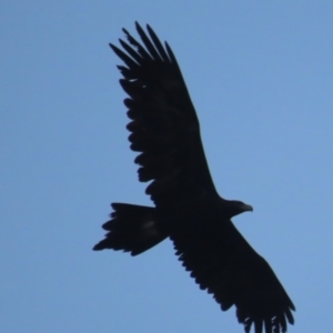 Aquila audax at Red Hill, ACT - 23 May 2021