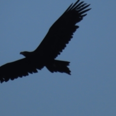 Aquila audax at Red Hill, ACT - 23 May 2021 04:42 PM