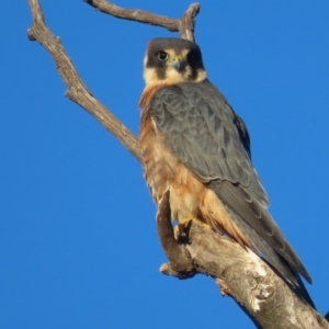 Falco longipennis at Garran, ACT - 22 May 2021 03:54 PM