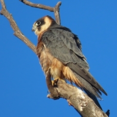 Falco longipennis at Garran, ACT - 22 May 2021