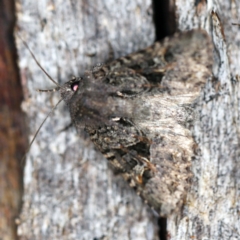 Neumichtis mesophaea (Triangle Moth) at Paddys River, ACT - 12 Mar 2021 by ibaird