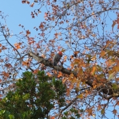 Callocephalon fimbriatum (Gang-gang Cockatoo) at Albury, NSW - 28 Jun 2020 by ClaireSee