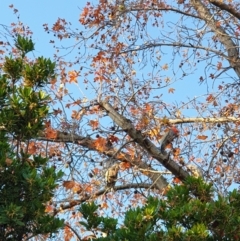 Callocephalon fimbriatum at Albury, NSW - suppressed