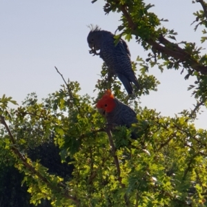 Callocephalon fimbriatum at Albury, NSW - suppressed