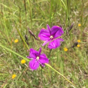 Thysanotus tuberosus subsp. tuberosus at Murrumbateman, NSW - 7 Nov 2020