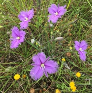 Thysanotus tuberosus subsp. tuberosus at Murrumbateman, NSW - 7 Nov 2020