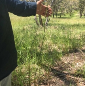 Dianella sp. aff. longifolia (Benambra) at Murrumbateman, NSW - 3 Nov 2020