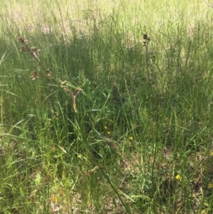 Dianella sp. aff. longifolia (Benambra) at Murrumbateman, NSW - 3 Nov 2020